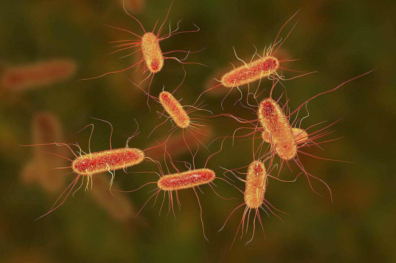 A stock photo of E. coli bacteriaCredit: Getty
