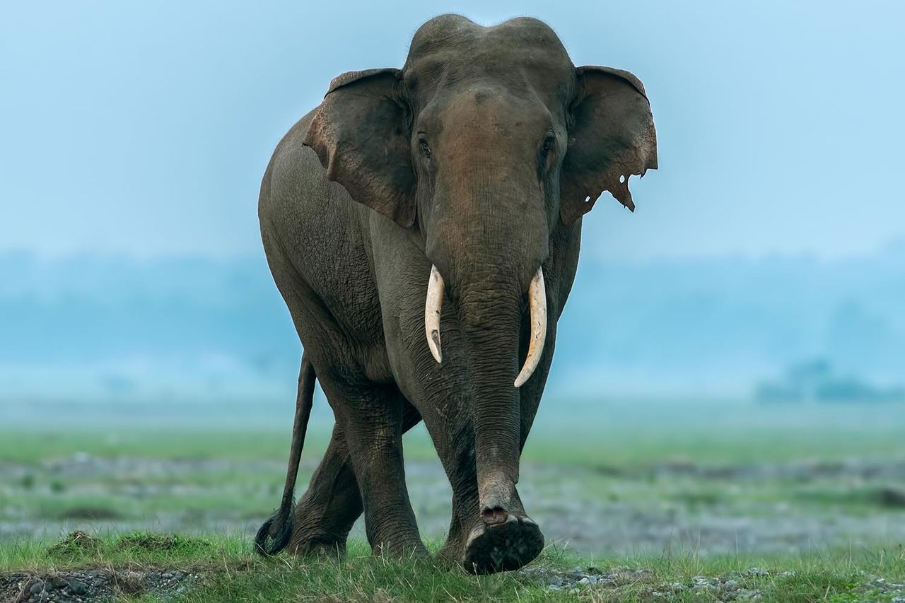 Elephant in India (stock image)Credit: Getty