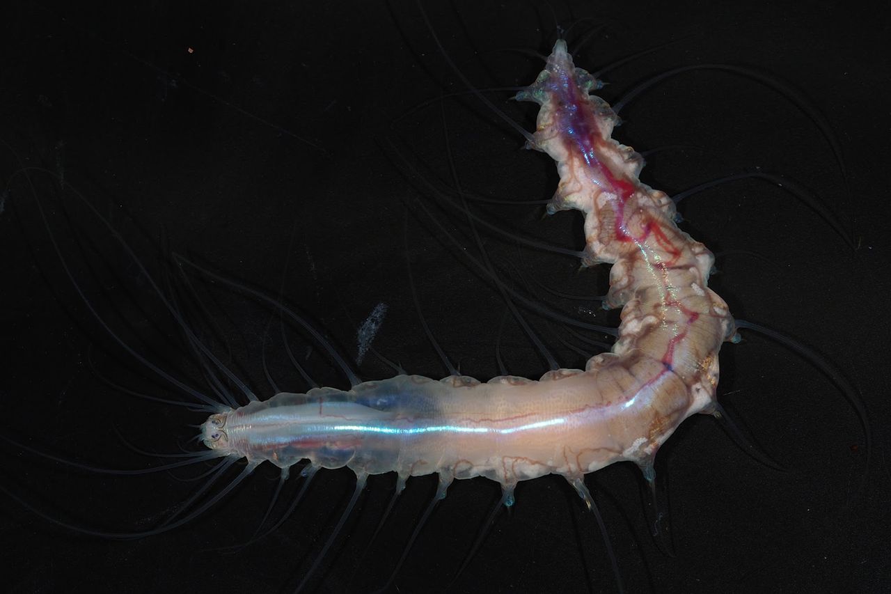A symbiotic bristle worm living within a “glass castle”Credit: The Nippon Foundation-Nekton Ocean Census/JAMSTEC