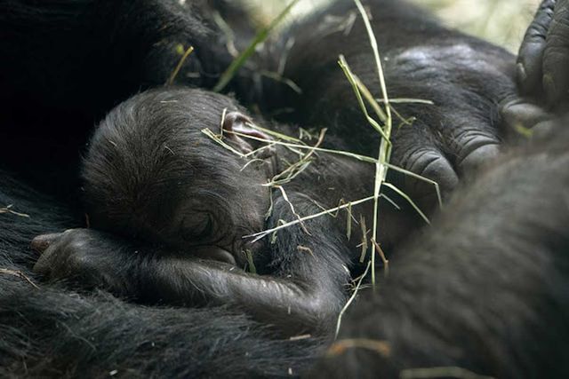 Jamani's baby boy, born on May 18, 2026Credit: Jeremy Dwyer-Lindgren/Woodland Park Zoo