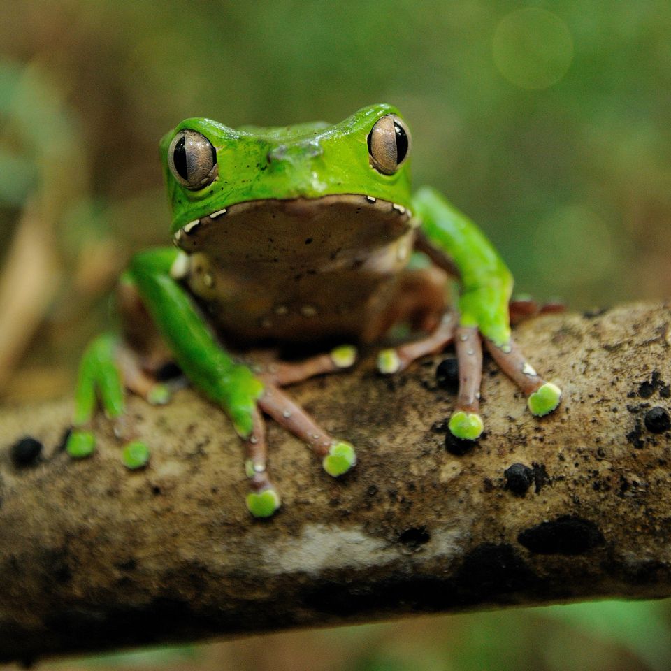Monkey tree frogCredit: Getty
