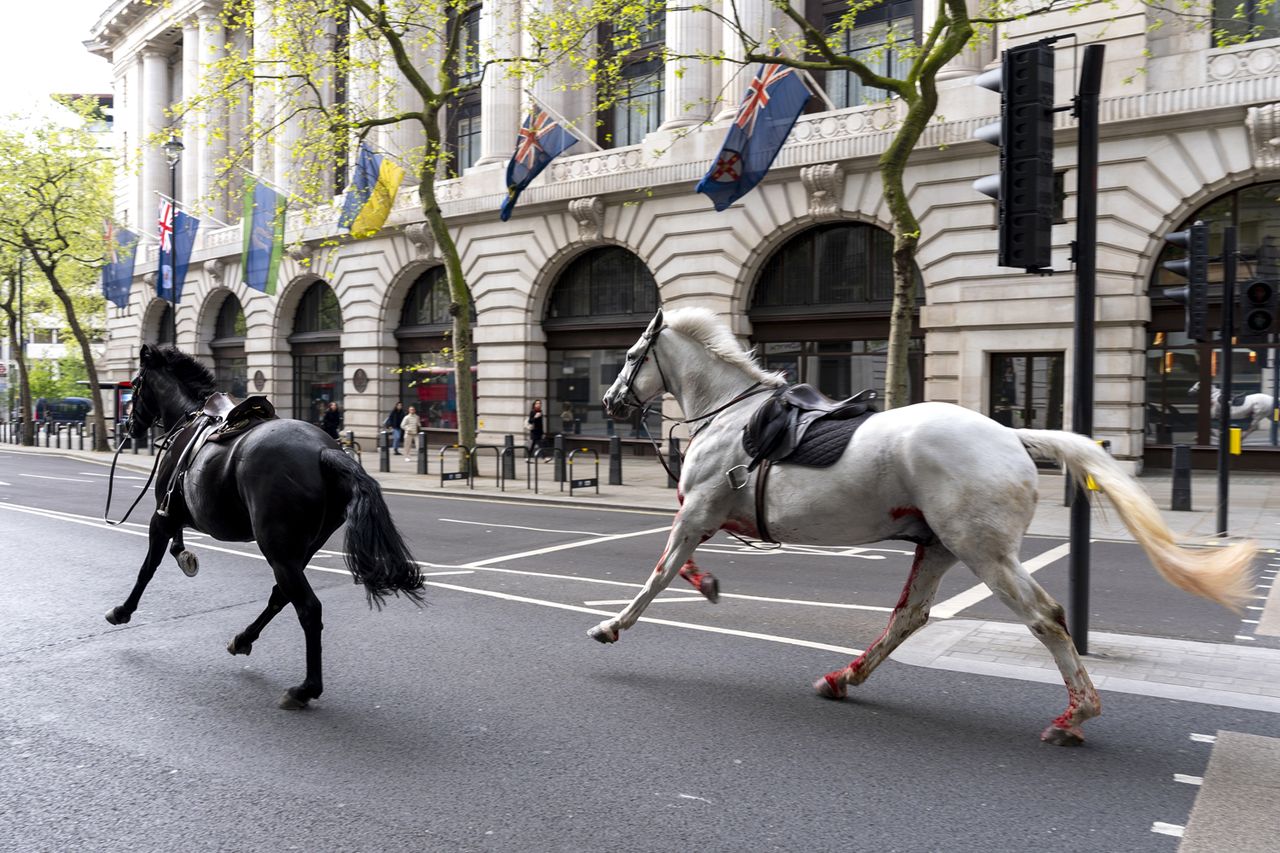 Two loose horess bolt through the streets of London on April 24, 2024.Credit: Jordan Pettitt/PA Images via Getty