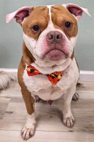 Tony the dog.Credit: Wolcott Dog Pound/facebook