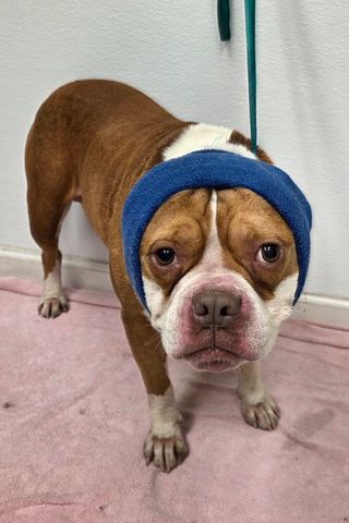 Tony the dog.Credit: Wolcott Dog Pound/facebook