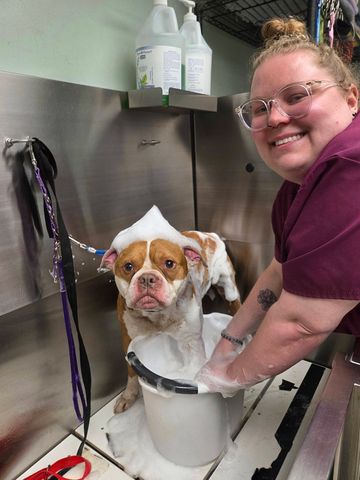 Tony the dog getting groomed.Credit: Wolcott Dog Pound/facebook