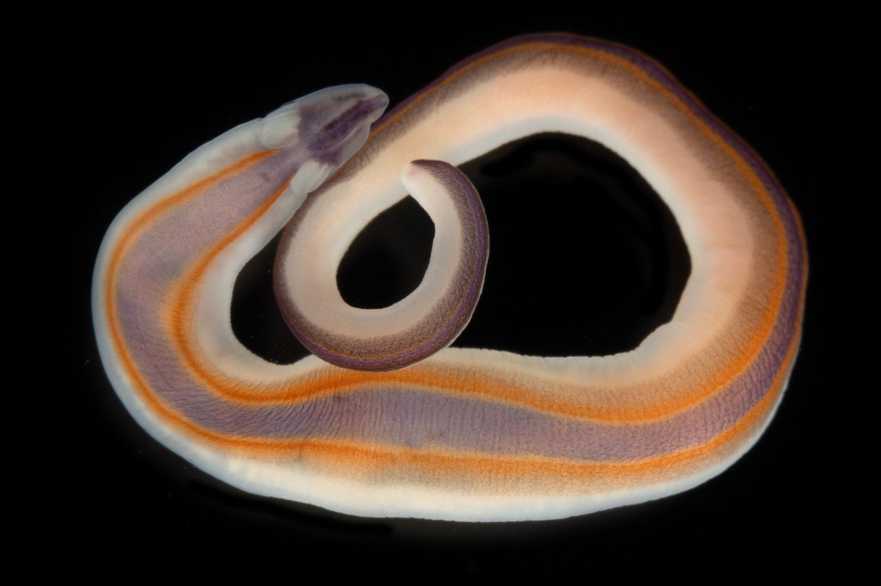 The ribbon worm found in Timor-LesteCredit: The Nippon Foundation-Nekton Ocean Census/Gustav Paulay