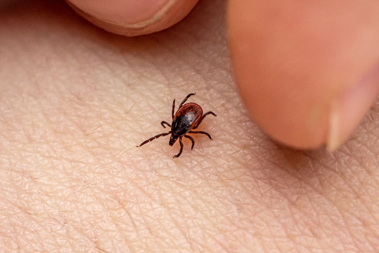 Stock image of a tick bugCredit: Getty