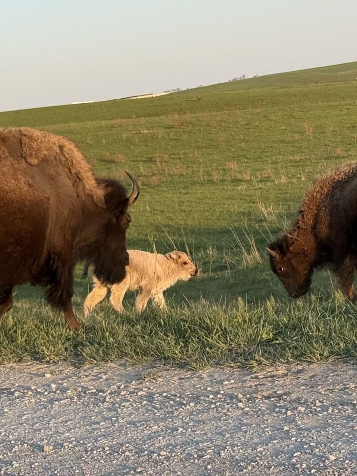 White bison calf at Neal Smith National Wildlife Refuge in Prairie City, Iowa.Credit: Neal Smith National Wildlife Refuge/Facebook