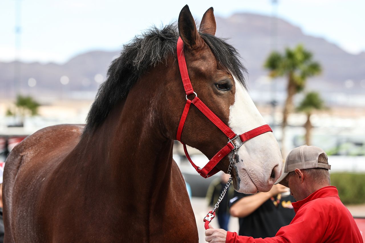 Budweiser Clydesdale horseCredit: Christopher Trim/Icon Sportswire via Getty