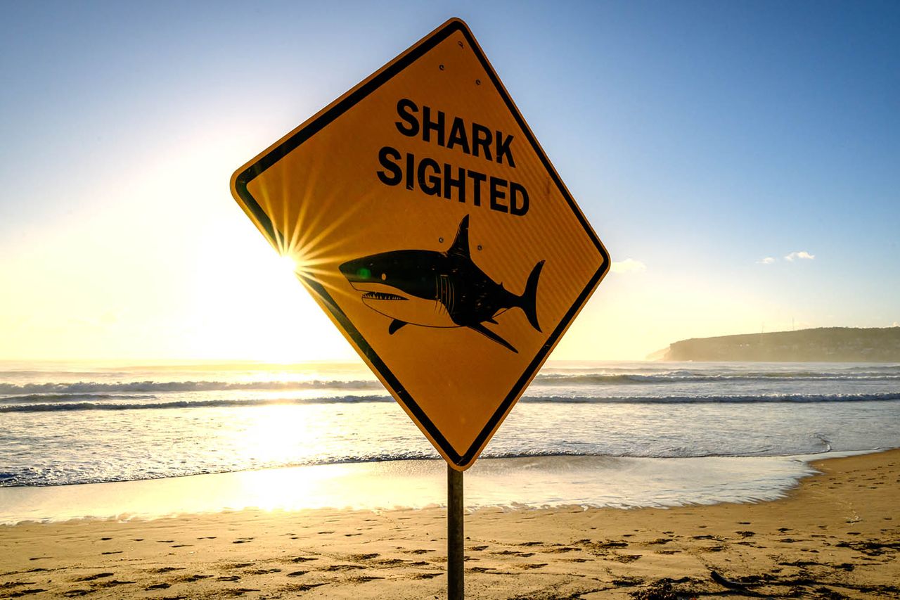 A 'shark sighted' sign at a beach in Australia.Credit: George Chan/Getty