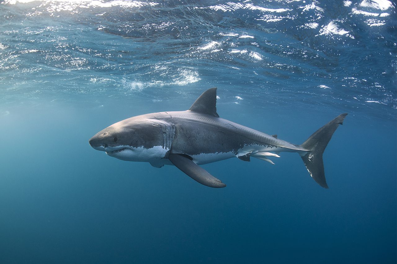 A Great White SharkCredit: File: Getty