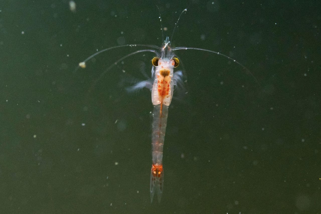 Bloody-red mysid Hemimysis anomala, swimming in freshwater environment, Nottinghamshire, England, UK, April Bloody-red mysid Hemimysis anomala, swimming in a freshwater environment, Nottinghamshire, England, U.K.Credit: jack perks / Alamy