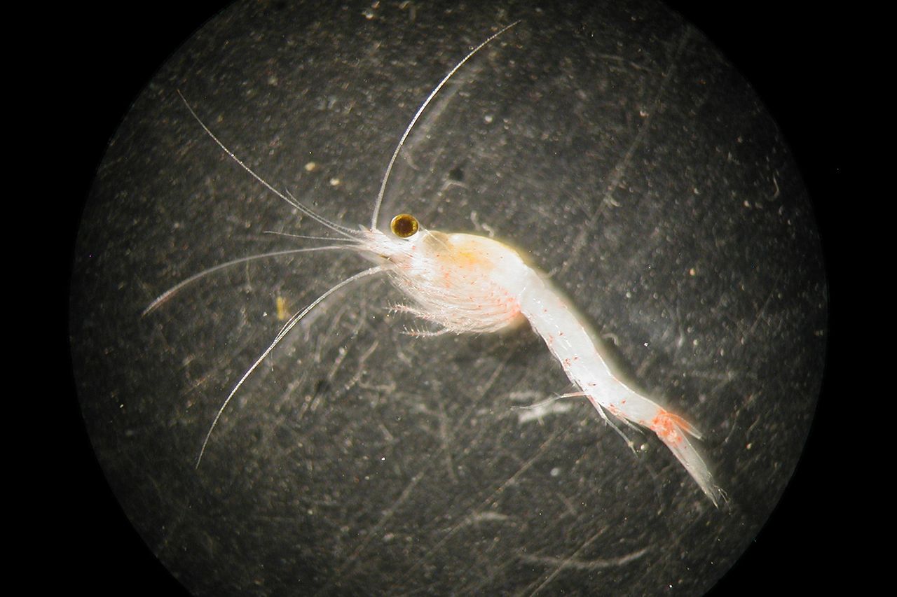 bloody-red mysid on February 28, 2012 in Bourget Lake, Savoie, France. The bloody-red mysid, (Hemimysis anomala), a shrimp-like crustacean in the Mysida order, native to the Ponto-Caspian region, which has been spreading across Europe since the 1950s. In 2006, it was discovered to have invaded the North American Great Bloody-red mysid on February 28, 2012 in Bourget Lake, Savoie, FranceCredit: Jean Marc BLACHE/Gamma-Rapho via Getty