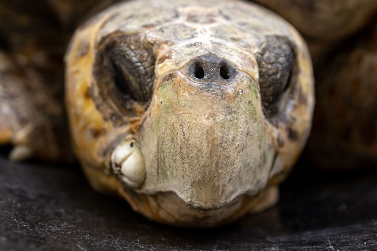 Bower the sea turtleCredit: Gulfarium C.A.R.E. Center