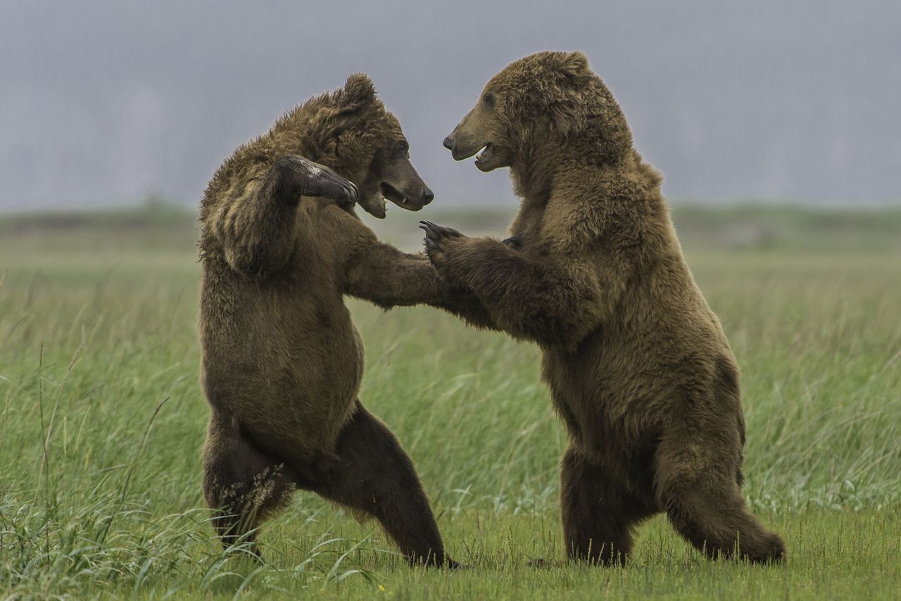 Stock image of two brown bears fighting in the Alaska wildernessCredit: Getty