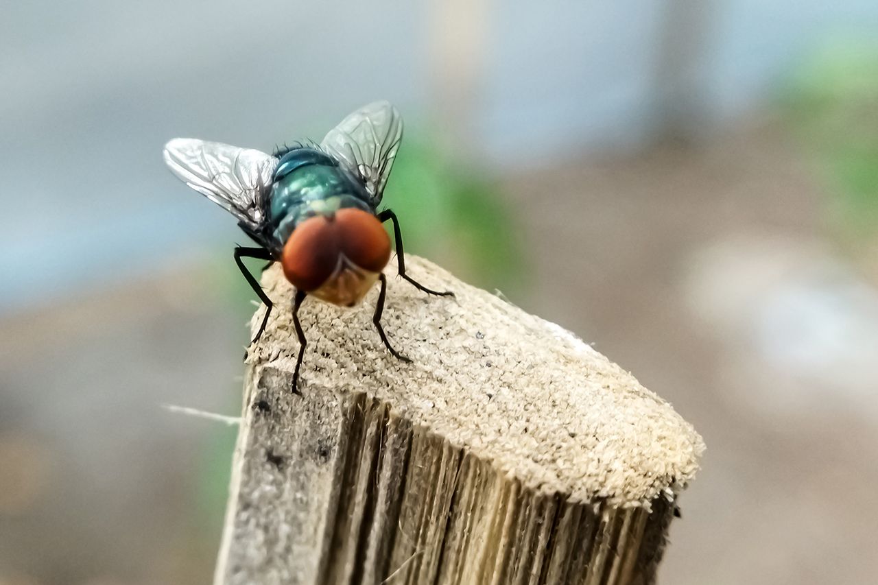 Cochliomyia hominivorax, the New World screw worm fly Cochliomyia hominivorax, the New World Screwworm fly (stock image)Credit: Getty