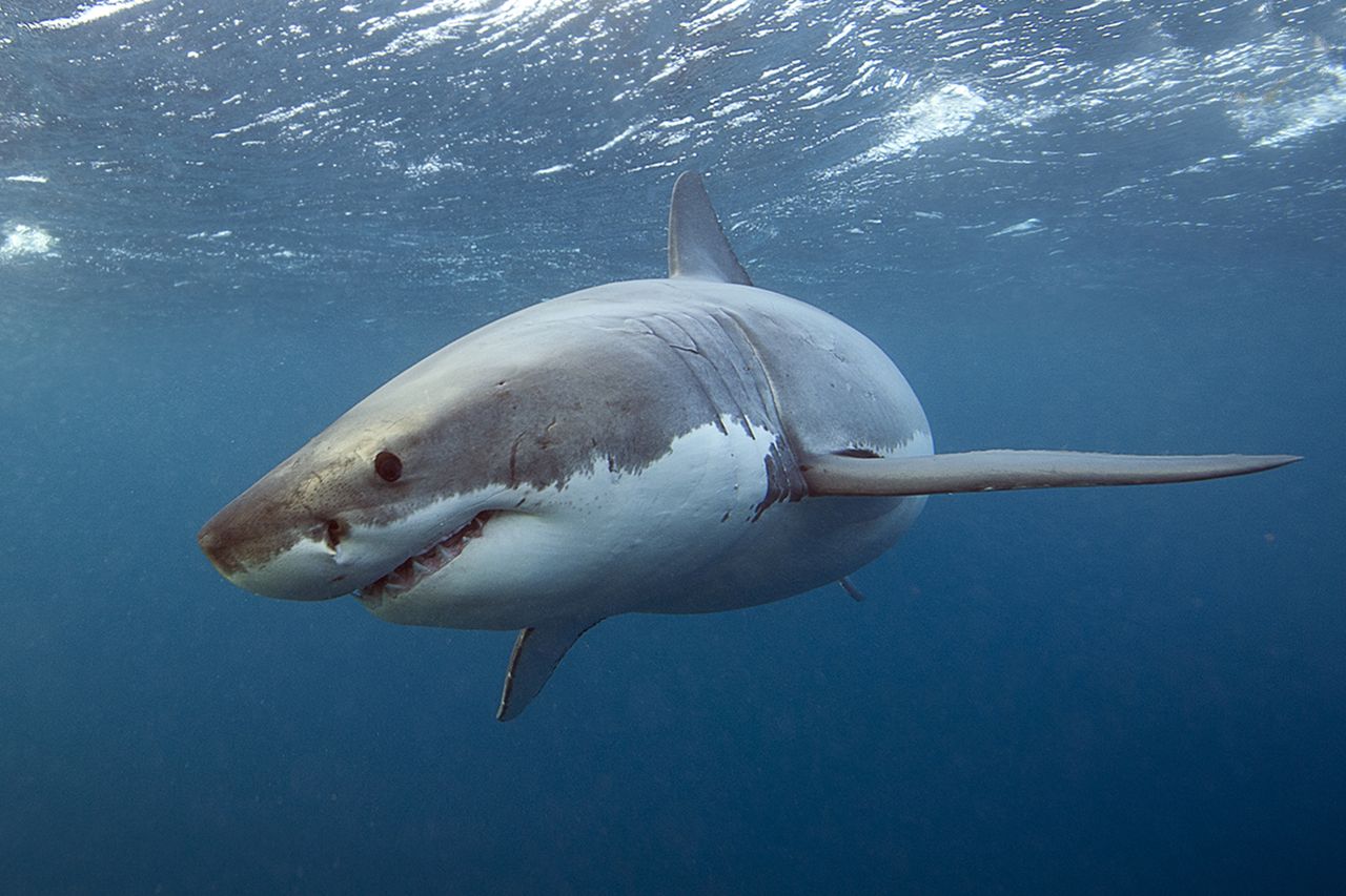 Stock image of great white sharkCredit: Getty