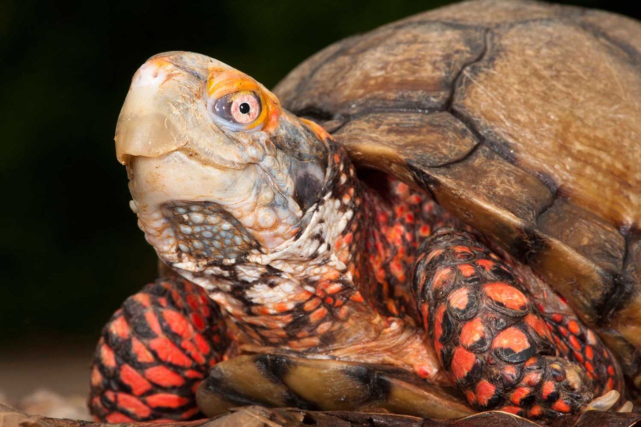 Mexican Box Turtle (stock image)Credit: Alamy