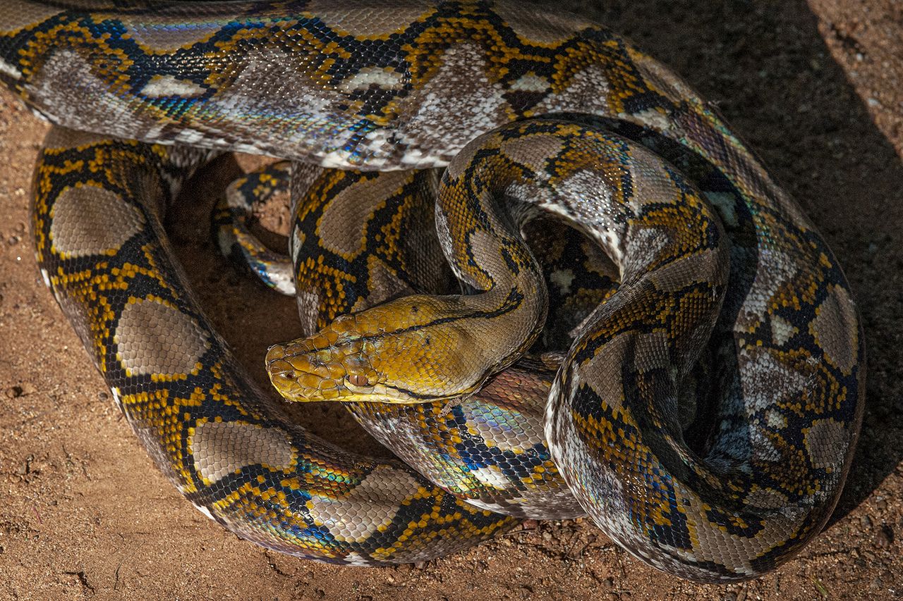 Stock image of a pythonCredit: Getty
