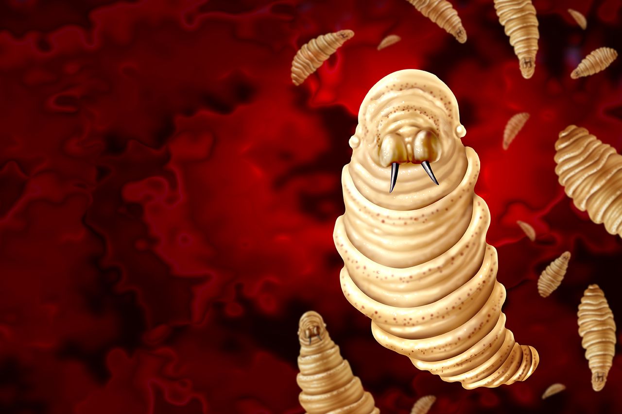 Screwworm Parasite A Screwworm parasite depictionCredit: Getty