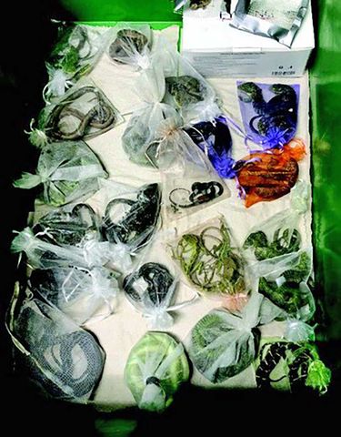 Reptiles smuggled from Mexico to the United StatesCredit: U.S. Attorney's Office for the Central District of California/Facebook