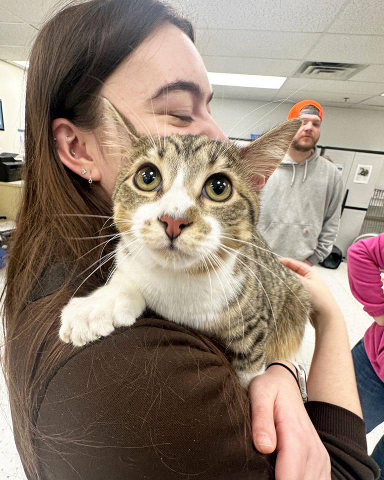 A tabby cat being held by a woman indoors with others visible in the background Toby being held by a woman indoors with others visible in the backgroundCredit: Guinness World Records