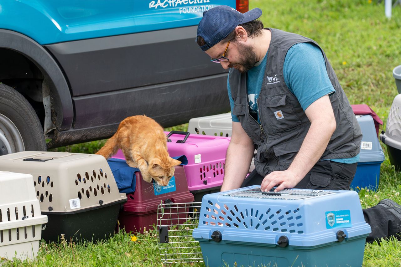 Animal Humane Society staffer working with rescued catsCredit: Sibley County Cats