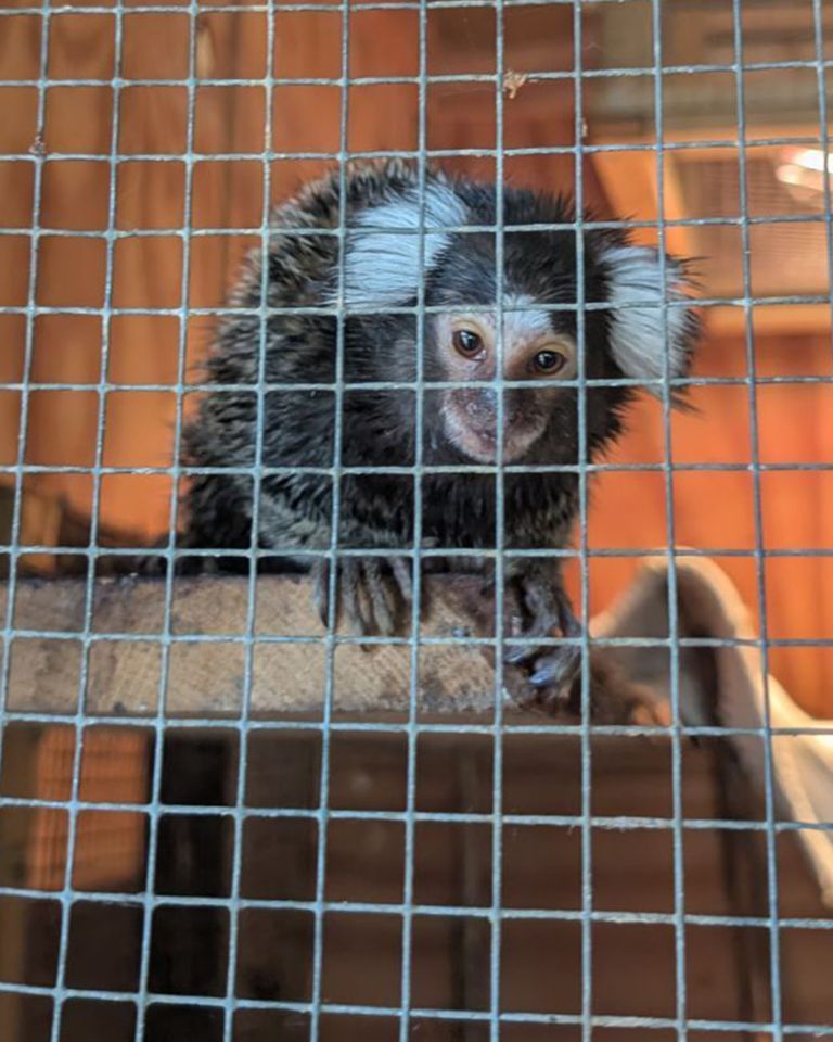 Marmoset found in laundry bag on London bus Oyster the marmosetCredit: RSPCA
