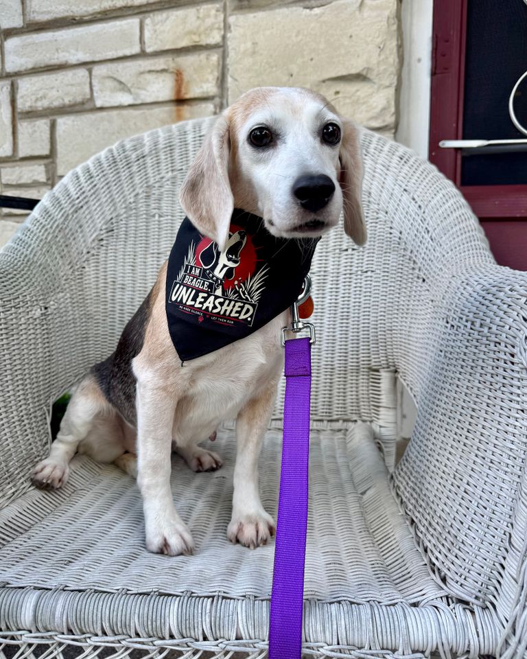 Marshmallow the rescue beagleCredit: Stephanie Stern
