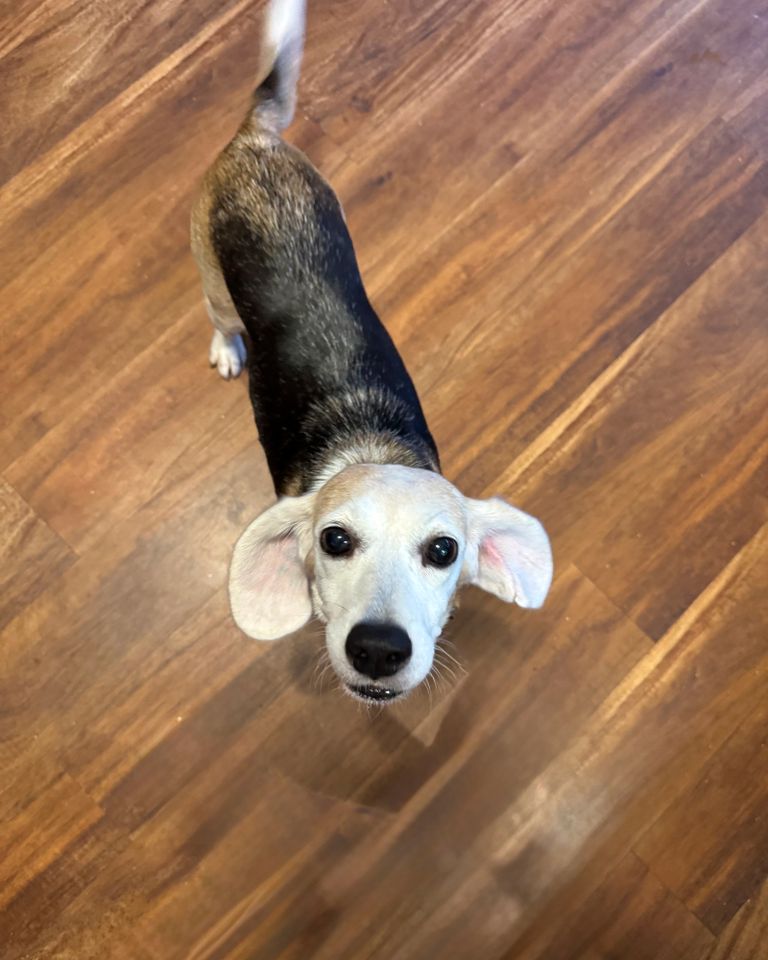 Marshmallow the beagleCredit: Stephanie Stern