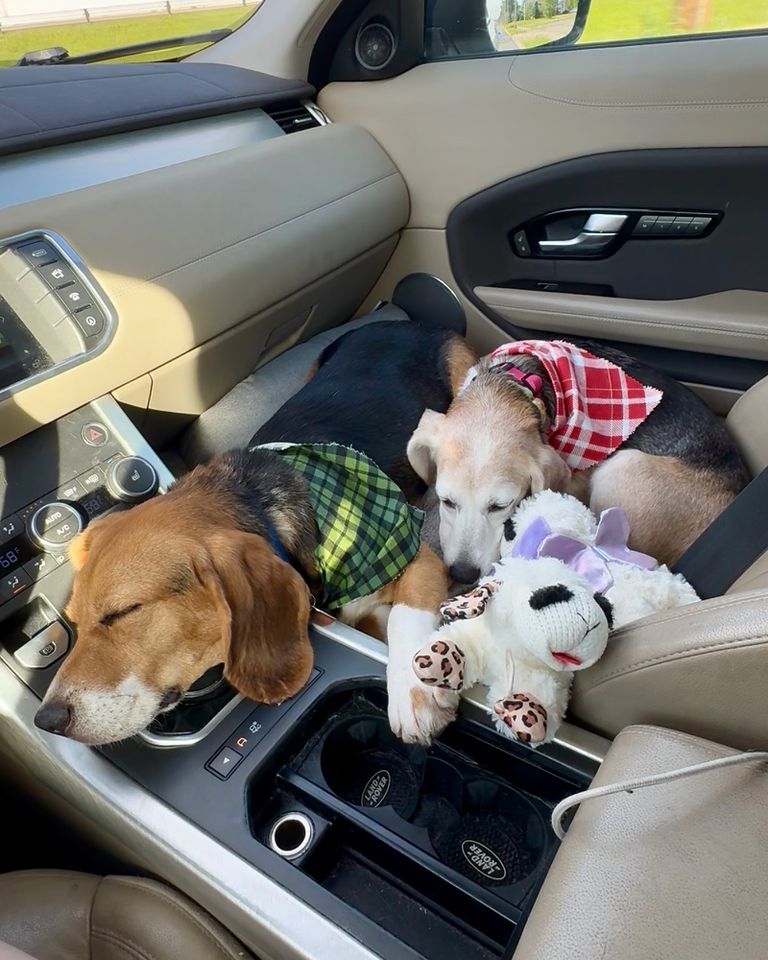 Marshmallow cuddling with Noodle the foster beagleCredit: Stephanie Stern