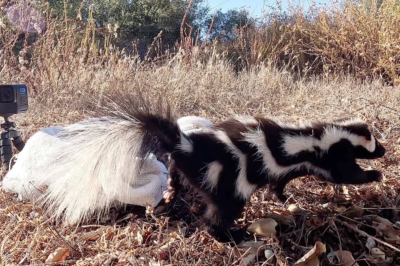 A western spotted skunk during the releaseCredit: San Diego Humane Society