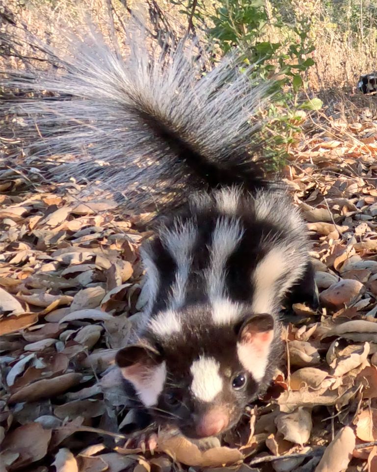 A western spotted skunkCredit: San Diego Humane Society