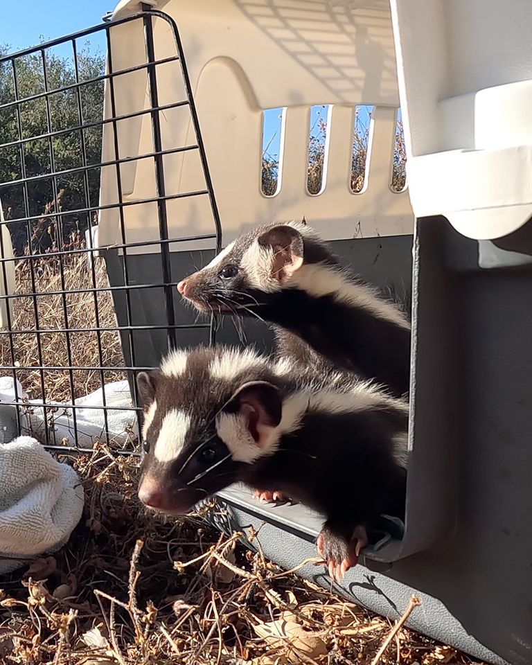 Western spotted skunks released in a remote area of Valley Center, CaliforniaCredit: San Diego Humane Society