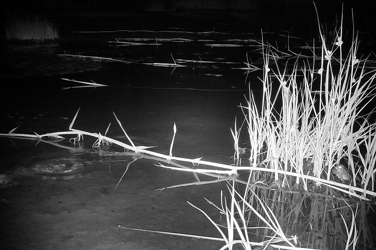 Woodhouse toad A woodhouse toad at the Springs Preserve.Credit: Springs Preserve
