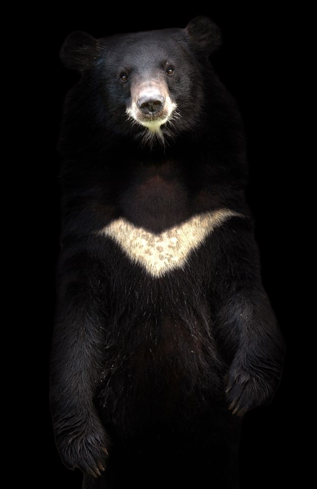 Asiatic black bear, aka moon bear A stock image of a ‘moon bear,’ a name derived from the white crescent-shaped marking on the species’ chest.Credit: (Photo: Shutterstock)