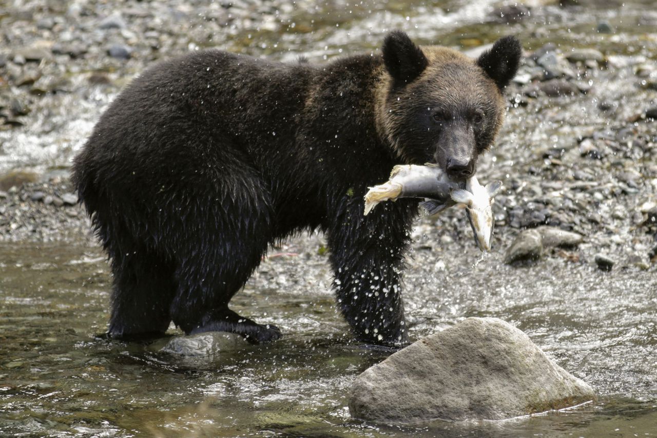 A brown bear standing in a stream holding a fish in its mouth A stock photo of a brown bear in Hokkaido, JapanCredit: Kimimasa Mayama/EPA/Shutterstock
