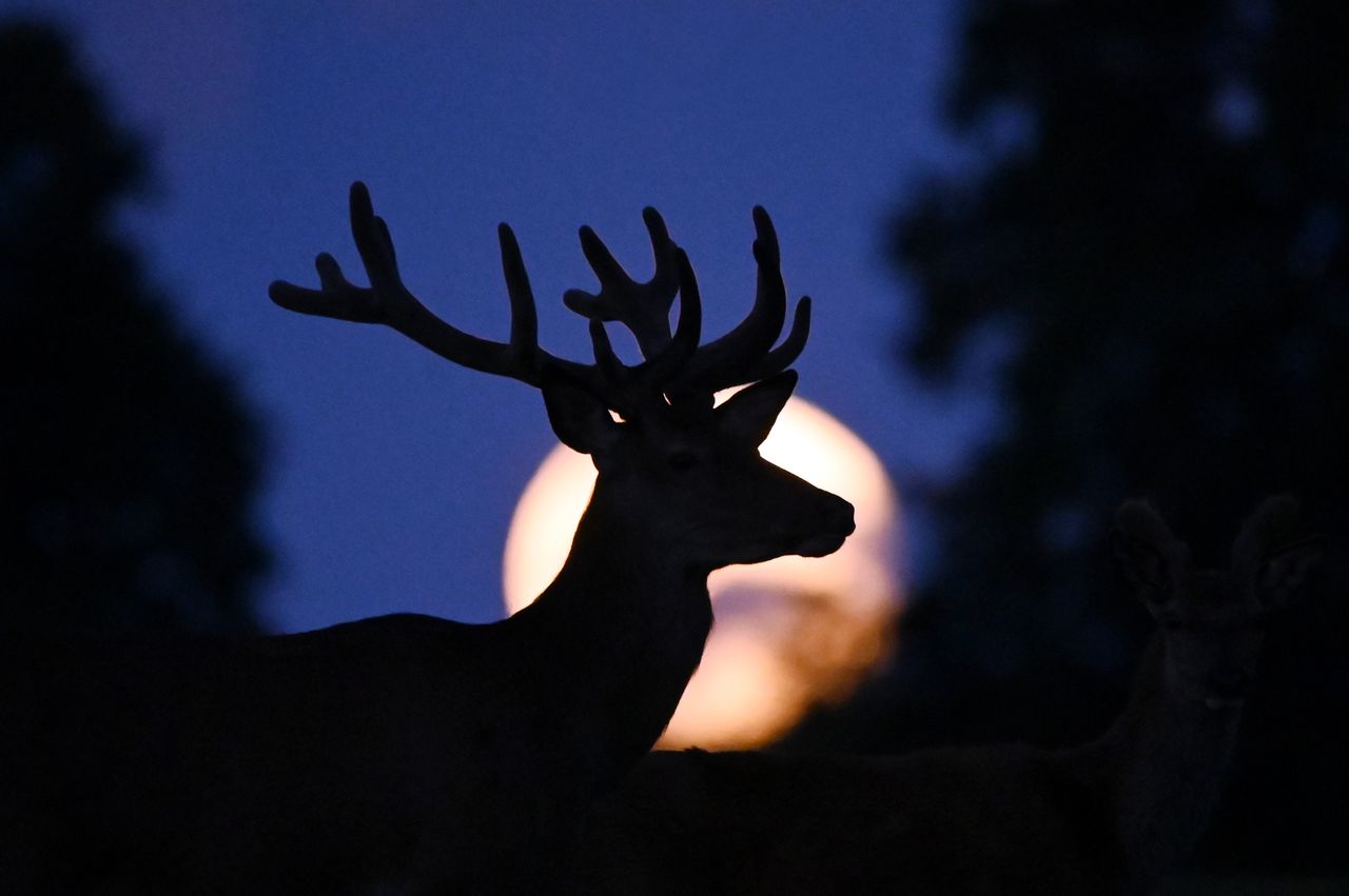 buck moonCredit: Sergei Gapon/Anadolu Agency via Getty
