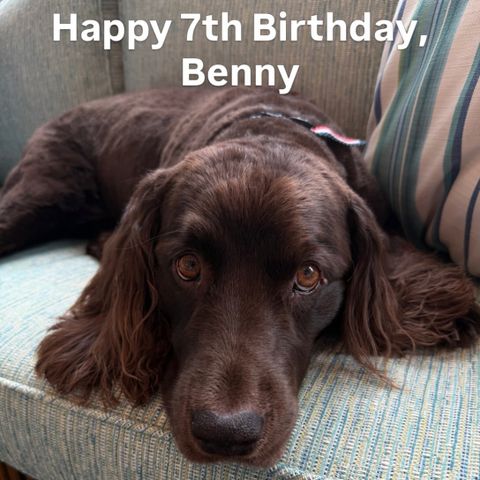 Stephen Colbert Breaks Social Media Silence, Returns 2 Months After The Late Show Ends with post of his dog Benny Stephen Colbert wishes his dog Benny a happy birthdayCredit: colbert/Instagram