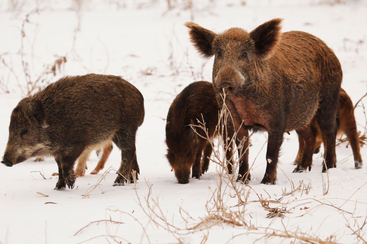 Group of wild boars standing in the snow one looking forwardCredit: Getty