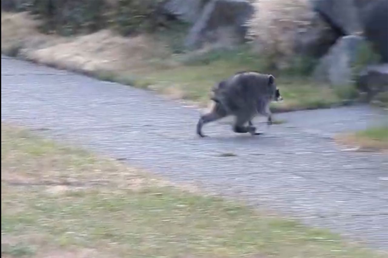Jimothy the raccoon