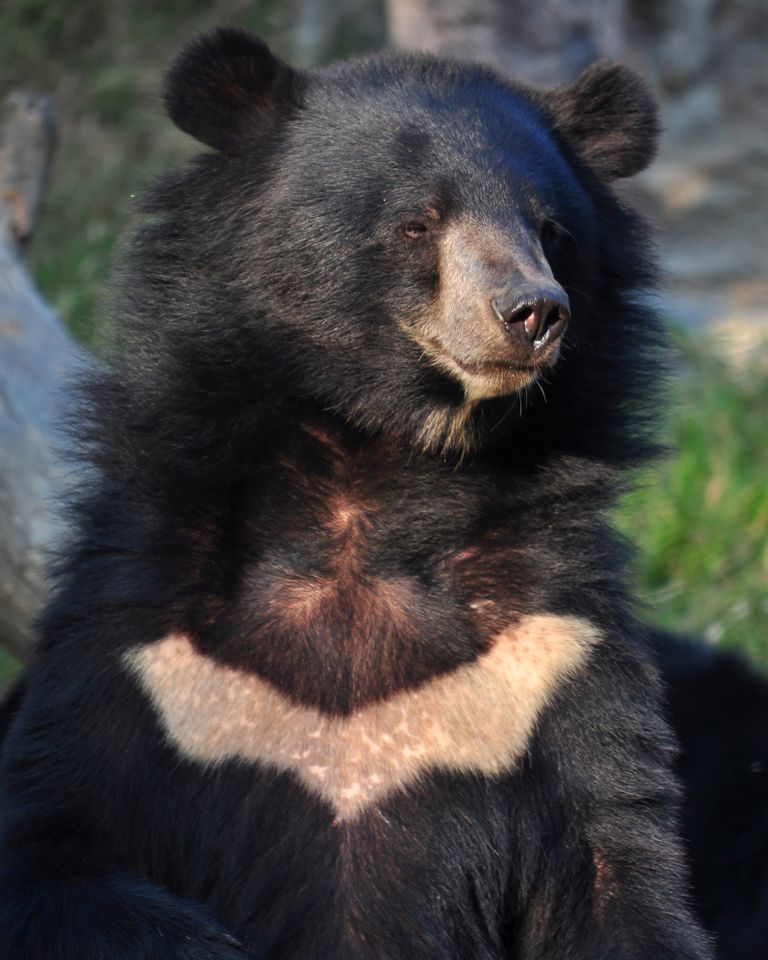 A black bear with a distinctive lighter marking on its chest standing in an outdoor environment A moon bearCredit: getty