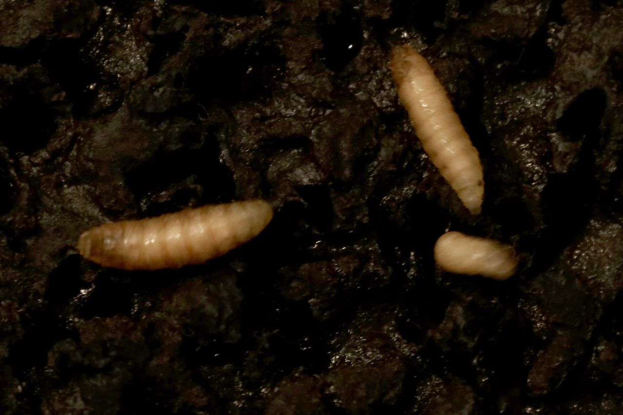 Sterile fly larvae reproduce at a processing plant created by Mexico and the United States to combat the screwworm, in Metapa, Mexico, on July 9, 2026Credit: Jose Torres/Anadolu via Getty