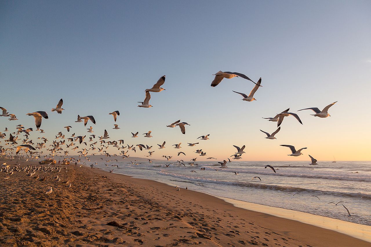 Flock of seagulls flying over a beach at sunsetCredit: Getty