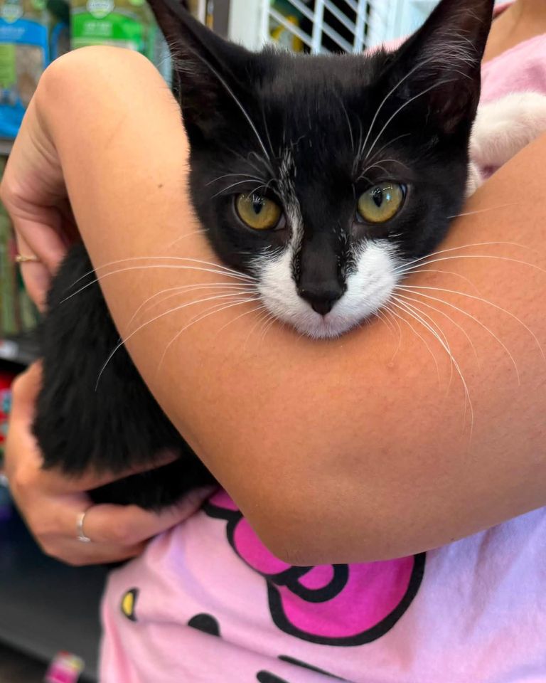 Thief tries to rob bank in Beltsville with stolen kitten in hand Magnolia.Credit: Beltsville Community Cats/Facebook