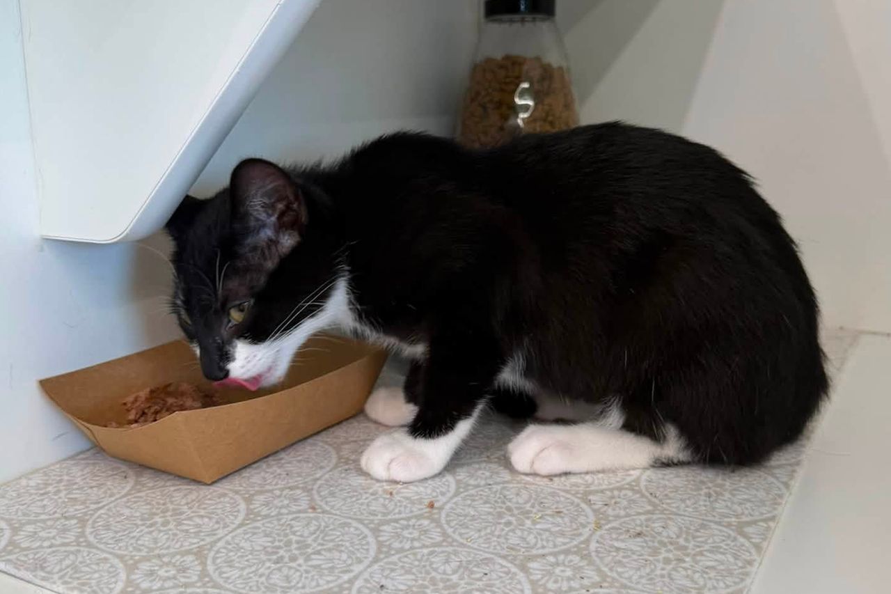 Thief tries to rob bank in Beltsville with stolen kitten in hand Magnolia.Credit: Beltsville Community Cats/Facebook