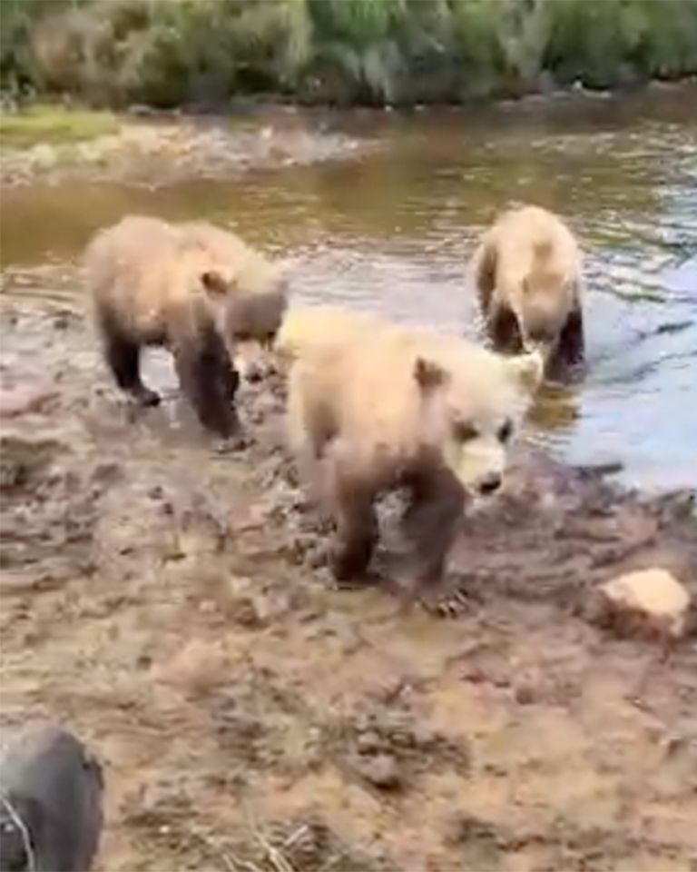 Three bear cubs walking by a body of water in a forested area Closeup of the bearsCredit: Bruce Robert Danz via Storyful