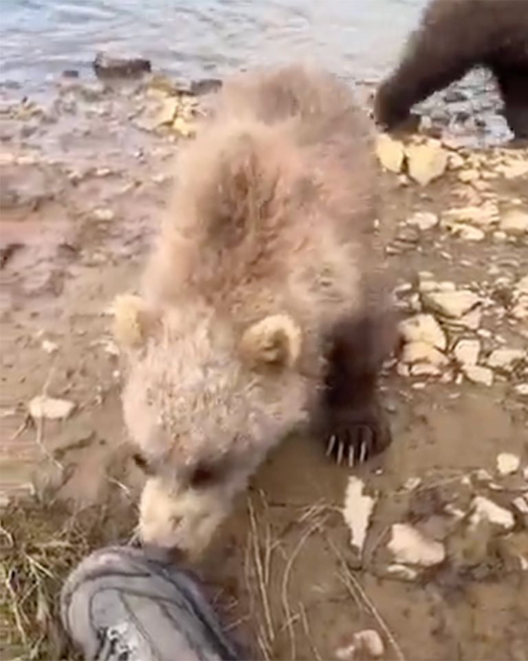A bear cub near a shoe on a muddy riverbank with another bear in the background Bear sniffing the bootCredit: Bruce Robert Danz via Storyful