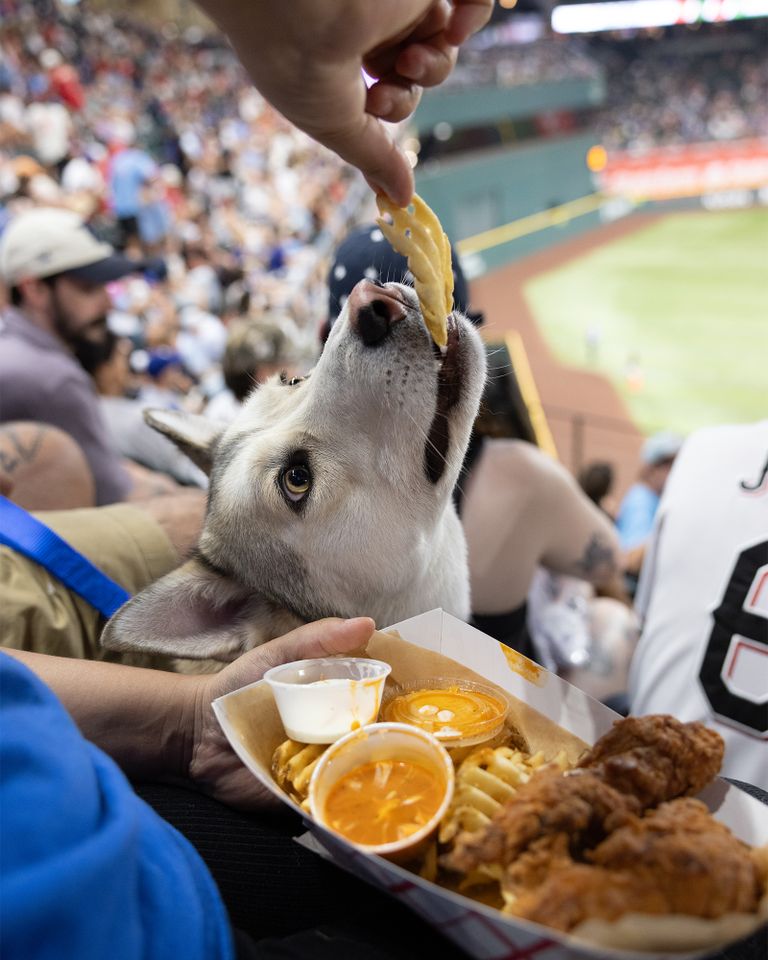 Elena the dog snacking on a French fry at a Bark in the Park game at Globe Life FieldCredit: Adam Goldberg/Stronger Shots