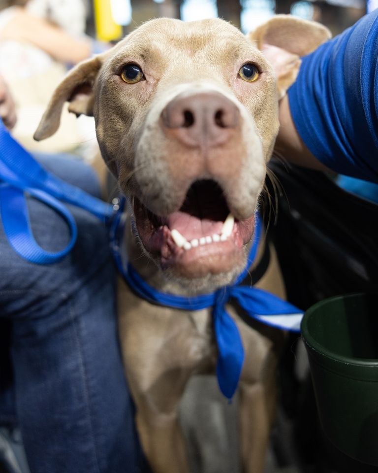 Dusty Poo the adoptable dogCredit: Adam Goldberg/Stronger Shots